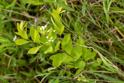 Comandra umbellata, photographed by Alec McClay