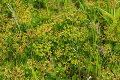 Euphorbia cyparissias, photographed by Alec McClay