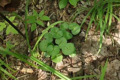 Asarum europaeum, photographed by Aleksei Baushev