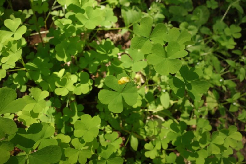 Oxalis stricta, photographed by Aleksei Baushev