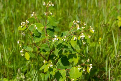 Apocynum androsaemifolium, photographed by Alec McClay