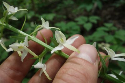 Platanthera bifolia, photographed by Aleksei Baushev