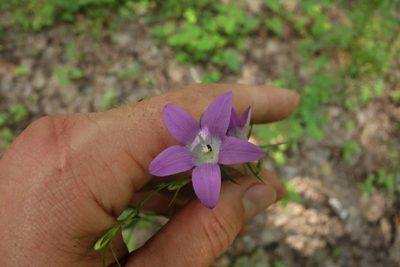 Campanula patula, photographed by Aleksei Baushev