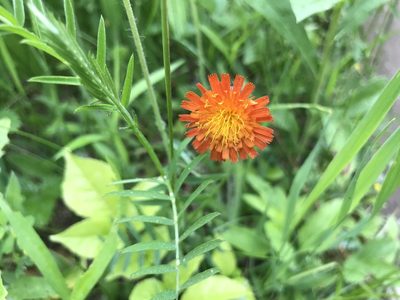 Pilosella aurantiaca, photographed by SCNeill