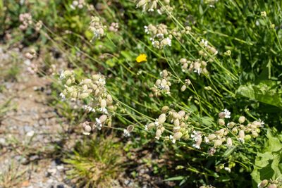 Silene vulgaris, photographed by Alec McClay