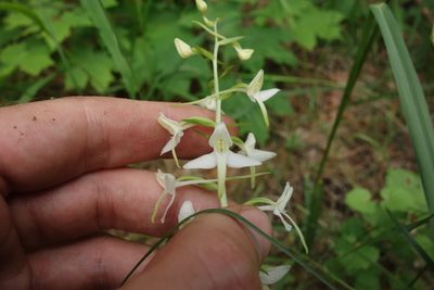 Platanthera bifolia, photographed by Aleksei Baushev