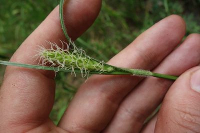 Carex hirta, photographed by Aleksei Baushev
