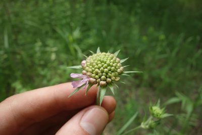Knautia arvensis, photographed by Aleksei Baushev