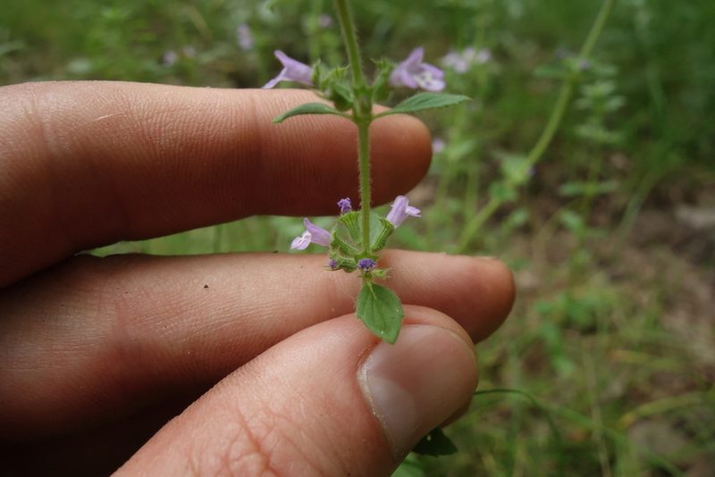 Clinopodium acinos, photographed by Aleksei Baushev