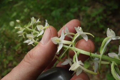 Platanthera bifolia, photographed by Aleksei Baushev