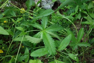 Potentilla thuringiaca, photographed by Aleksei Baushev