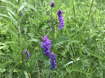 Vicia cracca, photographed by SCNeill