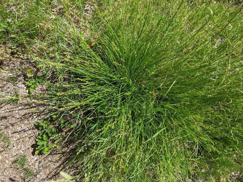 Carex divulsa, photographed by Piermario Maculan