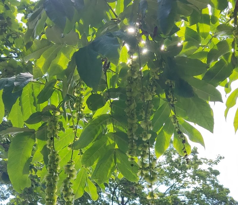 Pterocarya fraxinifolia, photographed by Feo Marshmallow