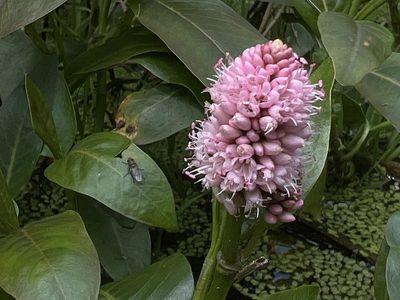 Persicaria amphibia
