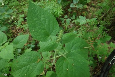 Stachys sylvatica, photographed by Aleksei Baushev