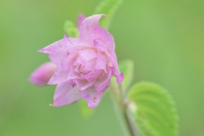 Lippia lupulina, photographed by Morten Ross