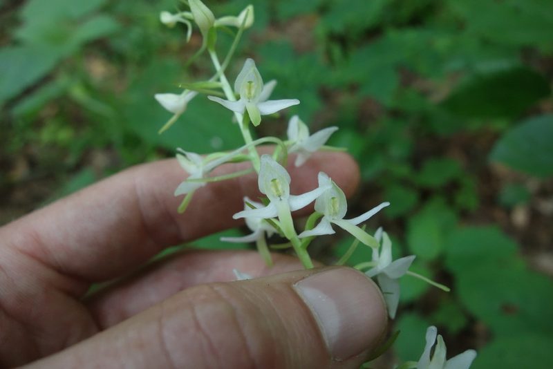 Platanthera bifolia, photographed by Aleksei Baushev