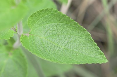 Lippia lupulina, photographed by Morten Ross