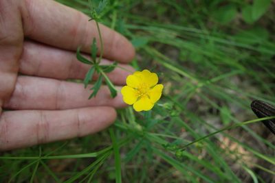 Potentilla thuringiaca, photographed by Aleksei Baushev