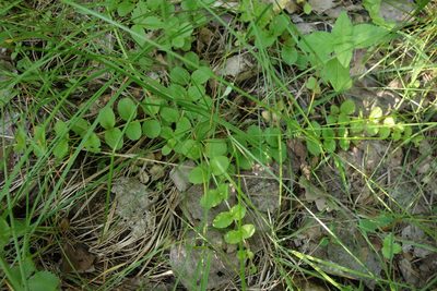 Lysimachia nummularia, photographed by Aleksei Baushev