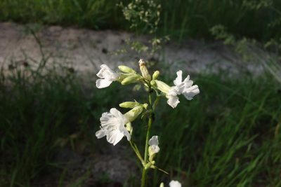 Viscaria vulgaris, photographed by Aleksei Baushev