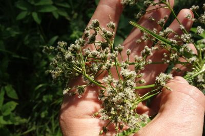 Scirpus sylvaticus, photographed by Aleksei Baushev