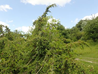 Juniperus communis, photographed by John Kenrick Gibson