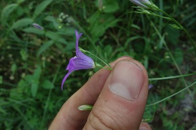 Campanula patula, photographed by Aleksei Baushev