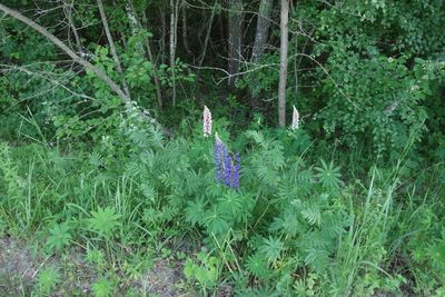 Lupinus polyphyllus, photographed by Aleksei Baushev