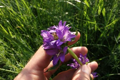 Campanula glomerata, photographed by Aleksei Baushev
