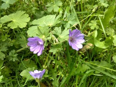 Geranium pyrenaicum, photographed by corcan