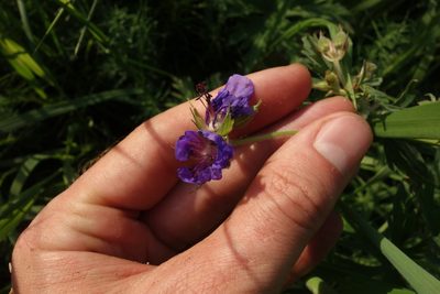Geranium pratense, photographed by Aleksei Baushev