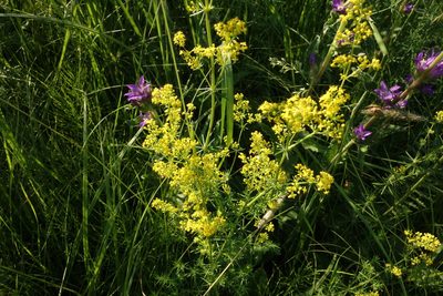 Galium verum, photographed by Aleksei Baushev