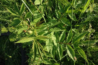 Filipendula ulmaria, photographed by Aleksei Baushev