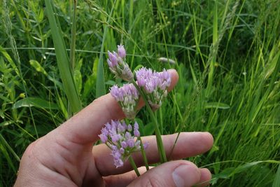 Allium angulosum, photographed by Aleksei Baushev