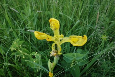 Iris pseudacorus, photographed by Aleksei Baushev