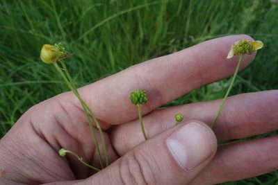 Ranunculus acris