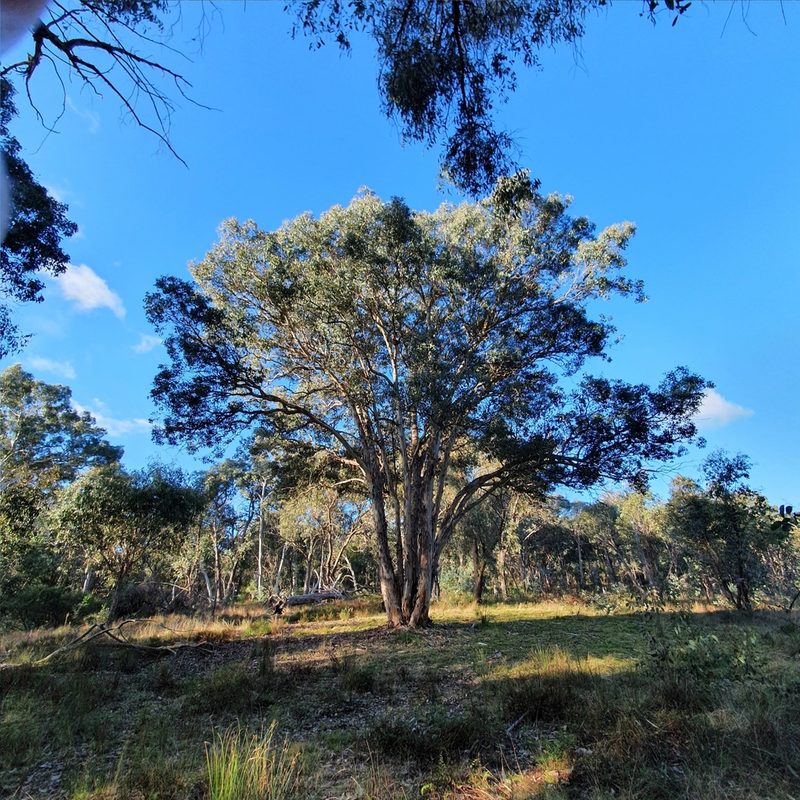 Eucalyptus polyanthemos, photographed by ronavery