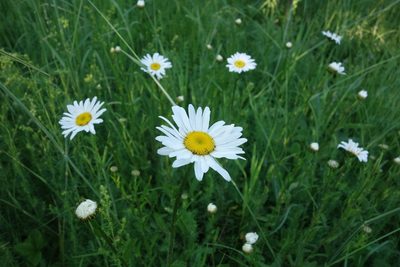 Leucanthemum vulgare, photographed by Aleksei Baushev