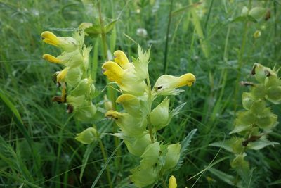 Rhinanthus major, photographed by Aleksei Baushev