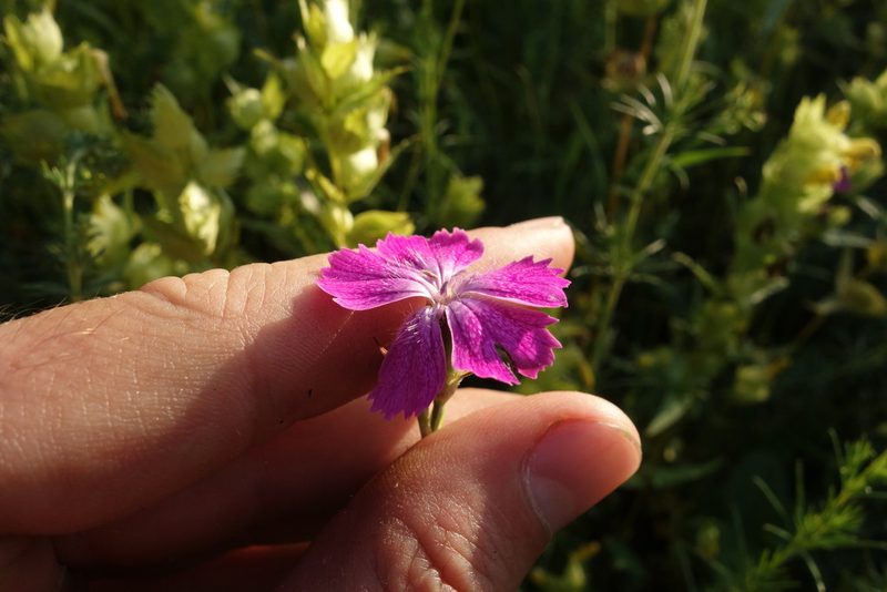 Dianthus chinensis, photographed by Aleksei Baushev