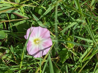 Convolvulus arvensis, photographed by Piermario Maculan
