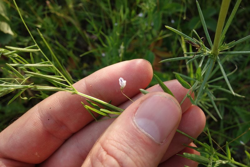 Vicia tetrasperma, photographed by Aleksei Baushev