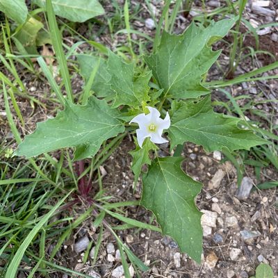 Datura stramonium
