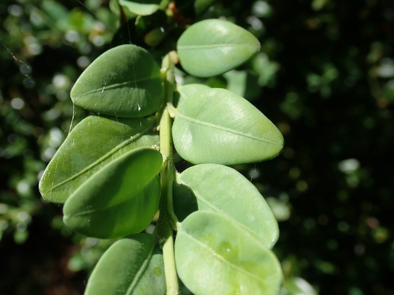 Buxus sempervirens, photographed by John Kenrick Gibson
