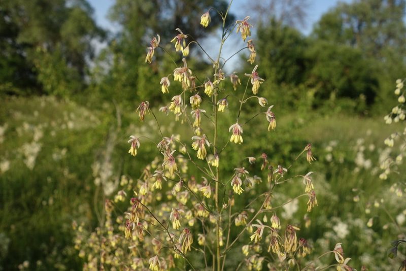 Thalictrum minus, photographed by Aleksei Baushev