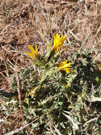 Scolymus grandiflorus, photographed by Mehdi Chetibi