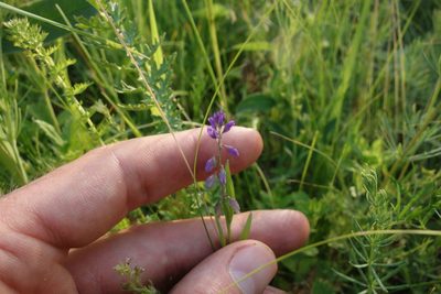 Polygala comosa, photographed by Aleksei Baushev