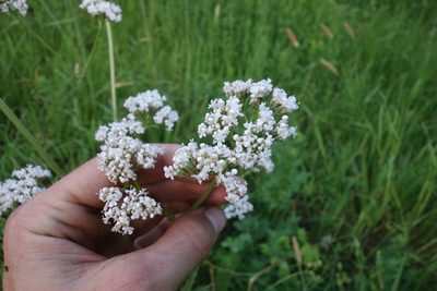 Valeriana officinalis